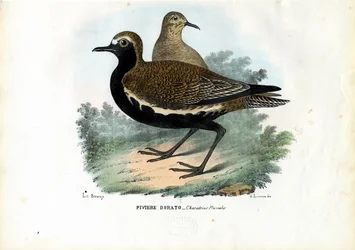 Regenpfeifer, 1863-79